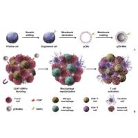 负载白细胞介素-10的脂质体被巨噬细胞膜包裹 IL-10@Liposome@MM