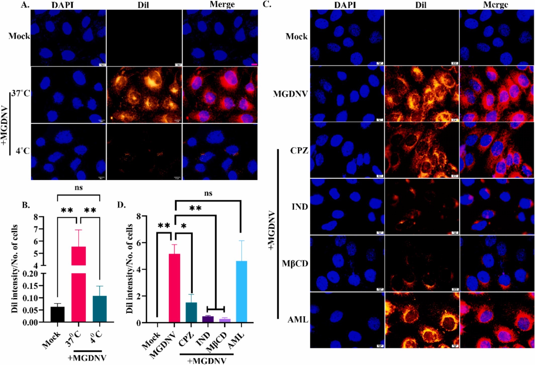 植物外泌体 植物外泌体