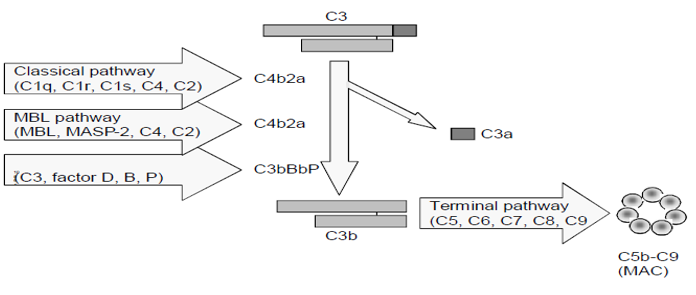 Svar 补体功能活性WIESLAB® Complement system Screen（COMPL300）一级代理 - 企业动态 - 丁香通
