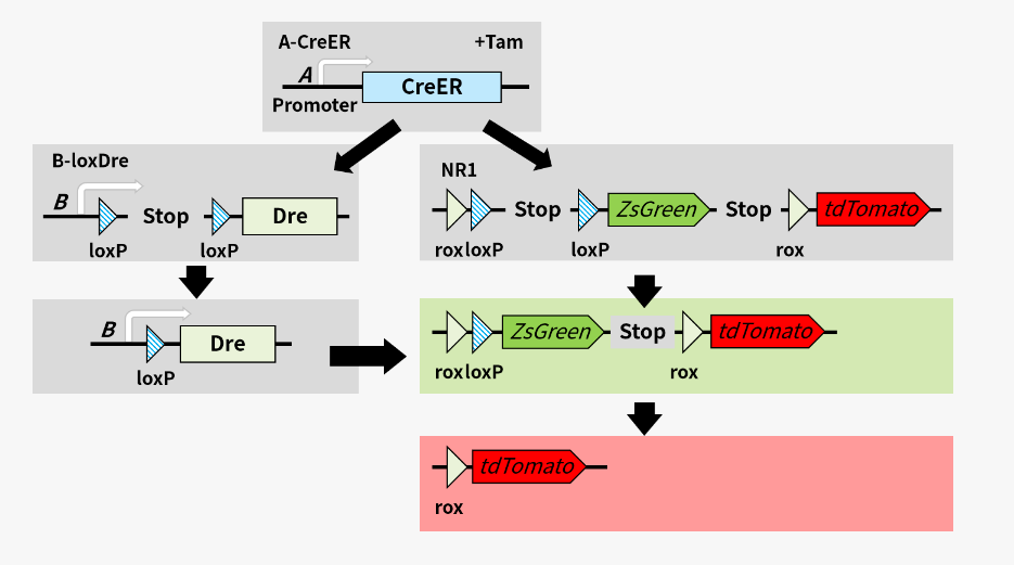 想搞懂谱系示踪课题设计，收藏这一篇就够了