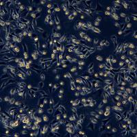 浙江（杭州）美森 人胰腺癌吉西他滨耐药株 patu8988t/Gemcitabine吉西他滨现货