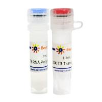 T3 RNA PolymeraseR7009