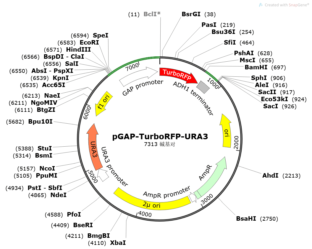 pGAP-TurboRFP-URA3图谱序列