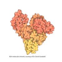 白蛋白 溶液 来源于牛血清