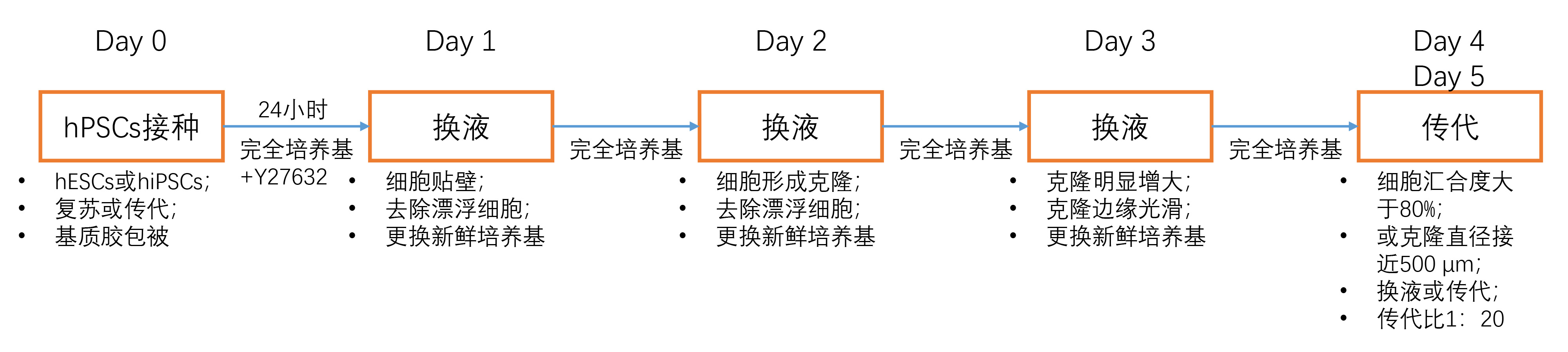 一手数据：hESCs人胚胎干细胞生长状态和增殖速度（高清图片）