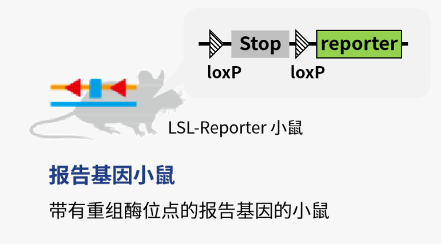想搞懂谱系示踪课题设计，收藏这一篇就够了