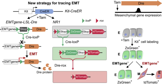 想搞懂谱系示踪课题设计，收藏这一篇就够了