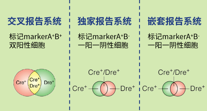想搞懂谱系示踪课题设计，收藏这一篇就够了