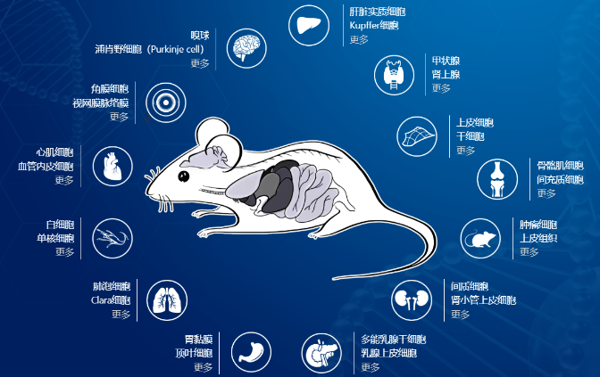 想搞懂谱系示踪课题设计，收藏这一篇就够了