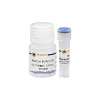 Recombinant DNase I-XT (耐盐型, RNase-free)