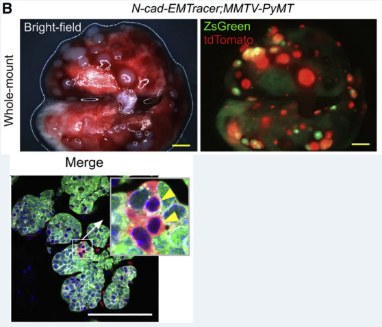 想搞懂谱系示踪课题设计，收藏这一篇就够了