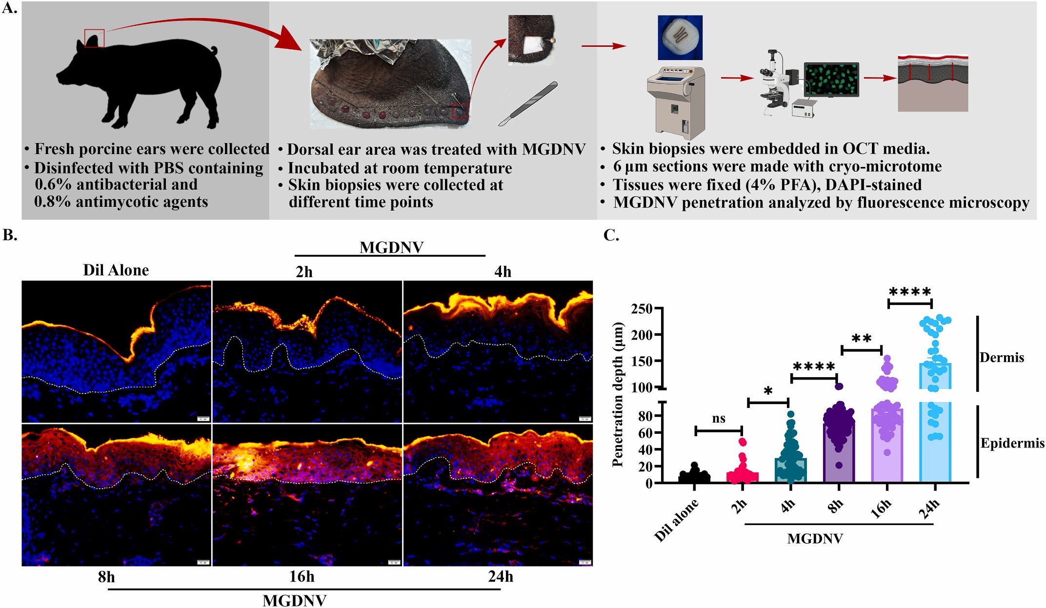 植物外泌体 植物外泌体