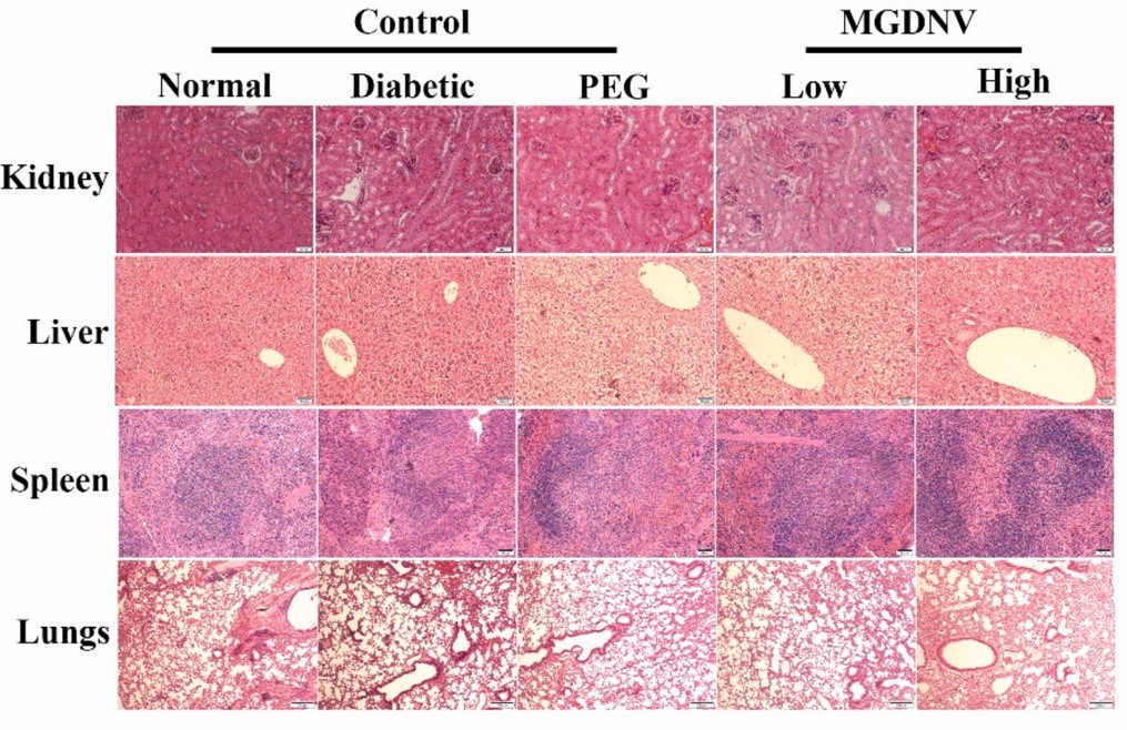 植物外泌体 植物外泌体