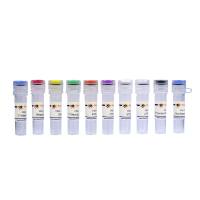 T7 High Yield RNA Transcription Kit