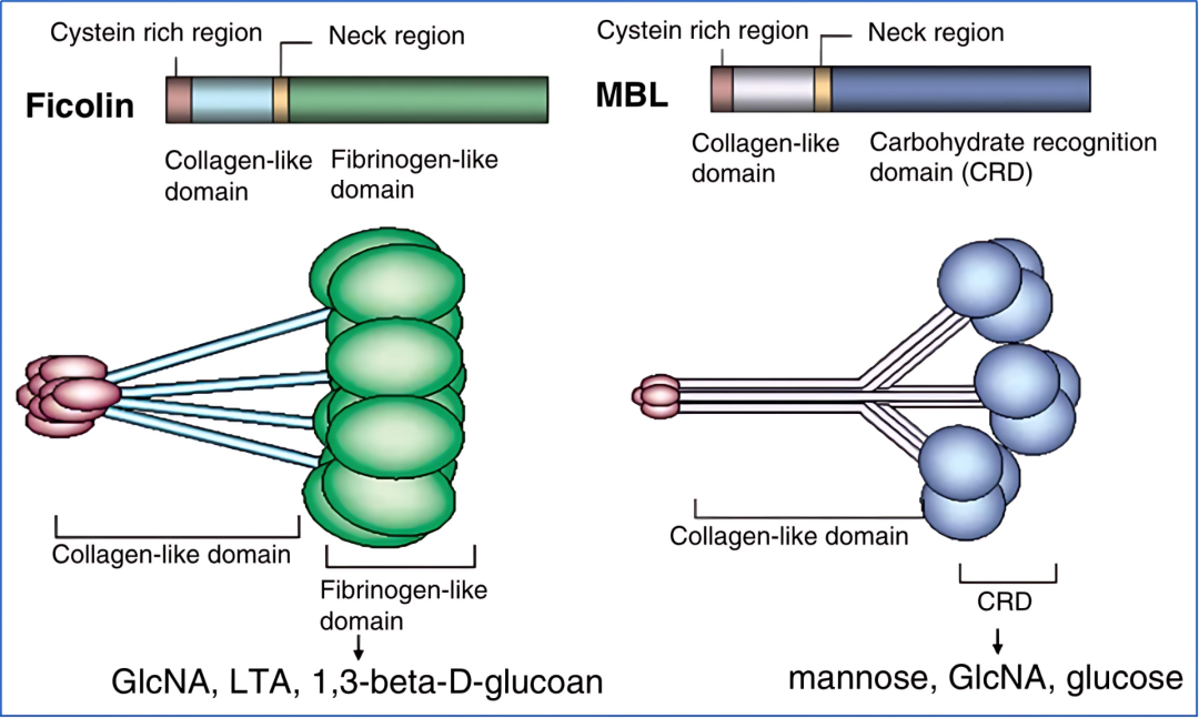 解密 Ficolin 家族：三类亚型功能、疾病调控机制与配套实验工具指南
