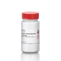 胰蛋白酶 来源于牛胰腺