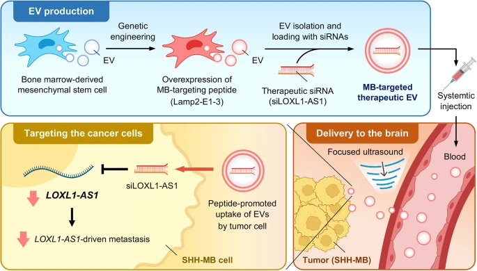 BMG LABTECH多功能酶标仪文献分享,台湾及越南研究团队发表在J of Nanobiotechnology 上名为Delivery of LOXL1-AS1-siRNAs using targeting peptide-engineered extracellular vesicles with focused ultrasound to suppress medulloblastoma m