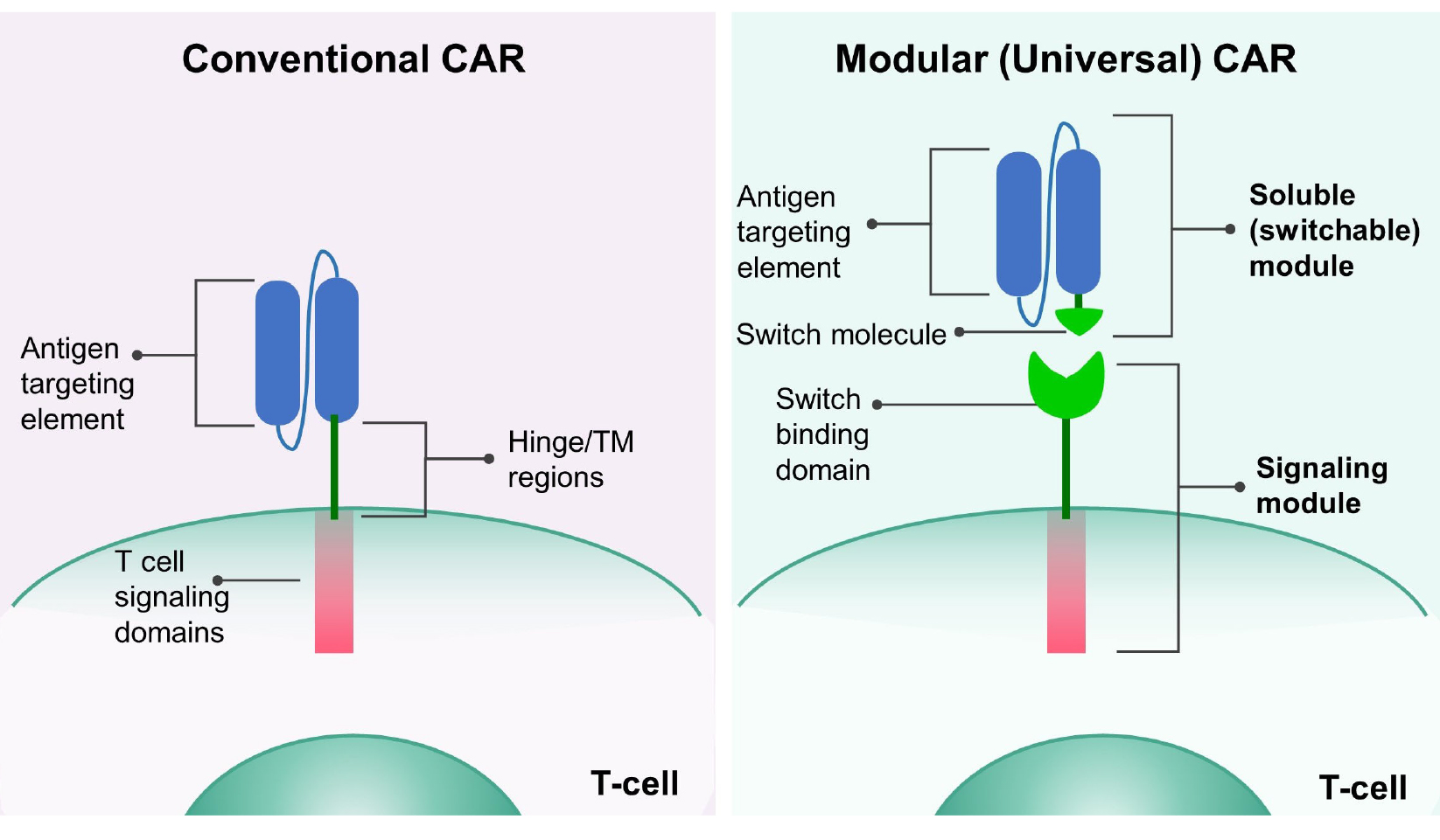 Cell重磅：“声控”CAR-T细胞开关，模块化CAR-T疗法实现精准长效实体瘤杀伤