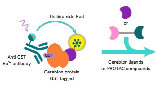 新一代CRBN Binding Kit能否迎来TPD的另一个春天