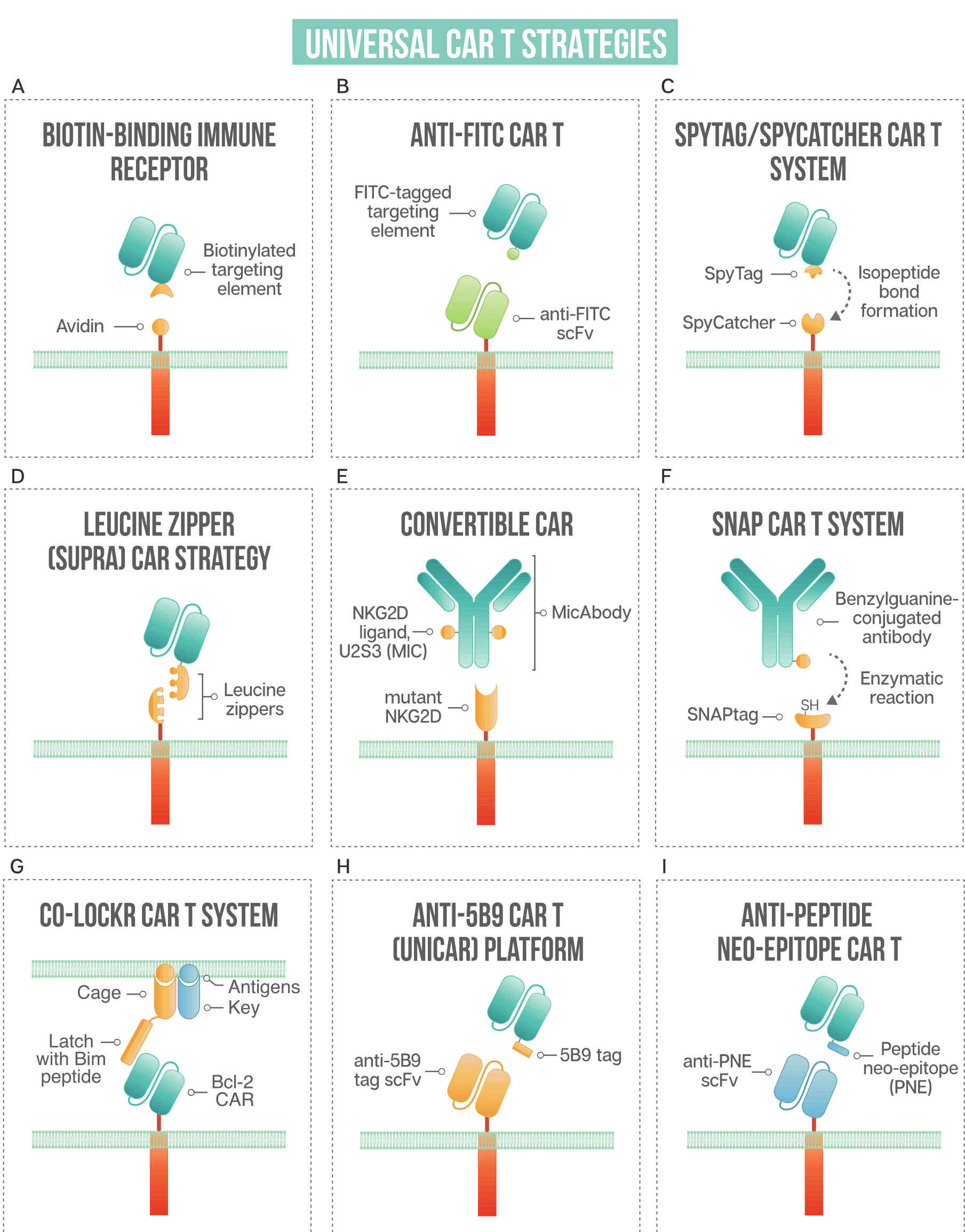 Cell重磅：“声控”CAR-T细胞开关，模块化CAR-T疗法实现精准长效实体瘤杀伤