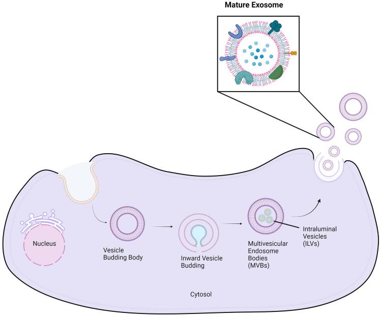 什么？细胞之间也会“密谋“？揭秘细胞之间的”快递小哥“——外泌体