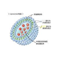 免疫脂质体的姜黄素递送：结合EGFR靶向与NBD-PE成像的三阴性乳腺癌治疗平台 Cur/NBD