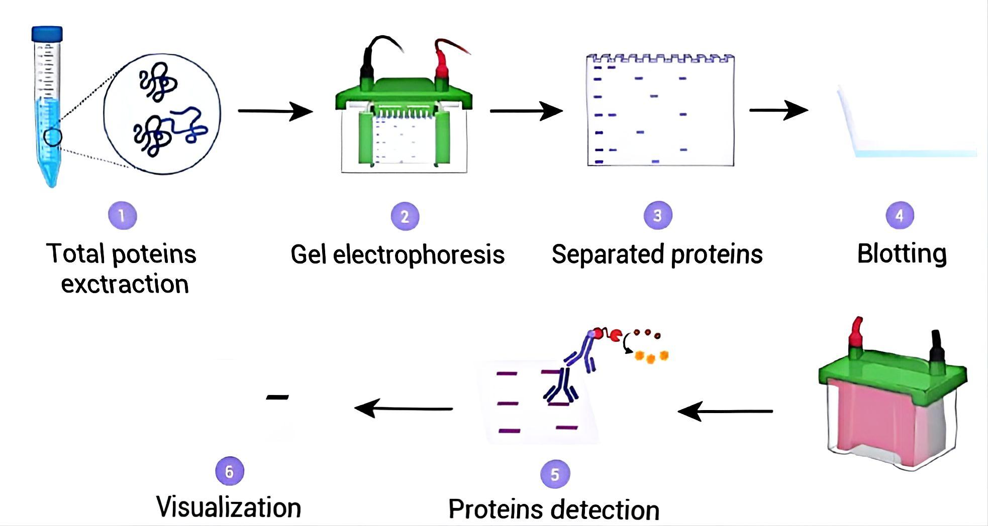 别傻傻困在 “天天跑 WB” 的循环里，试试抗体芯片，实验效率或许能翻倍