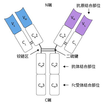 @科研人：抗体选择困难？功能、机制与应用场景全解析来了！