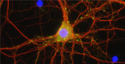 NanoTag-FluoTag-X2抗小鼠IgG2a/b抗体现货促销，为科研实验添动力