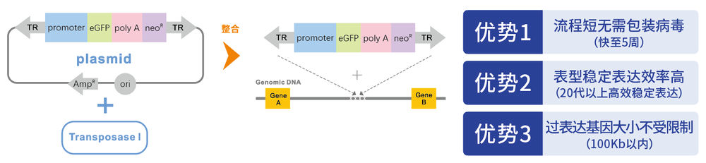 PTCD1基因过表达细胞株
