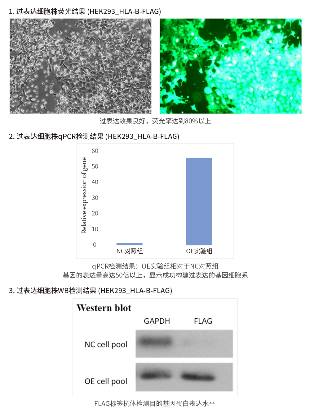 PPEF2基因过表达细胞株