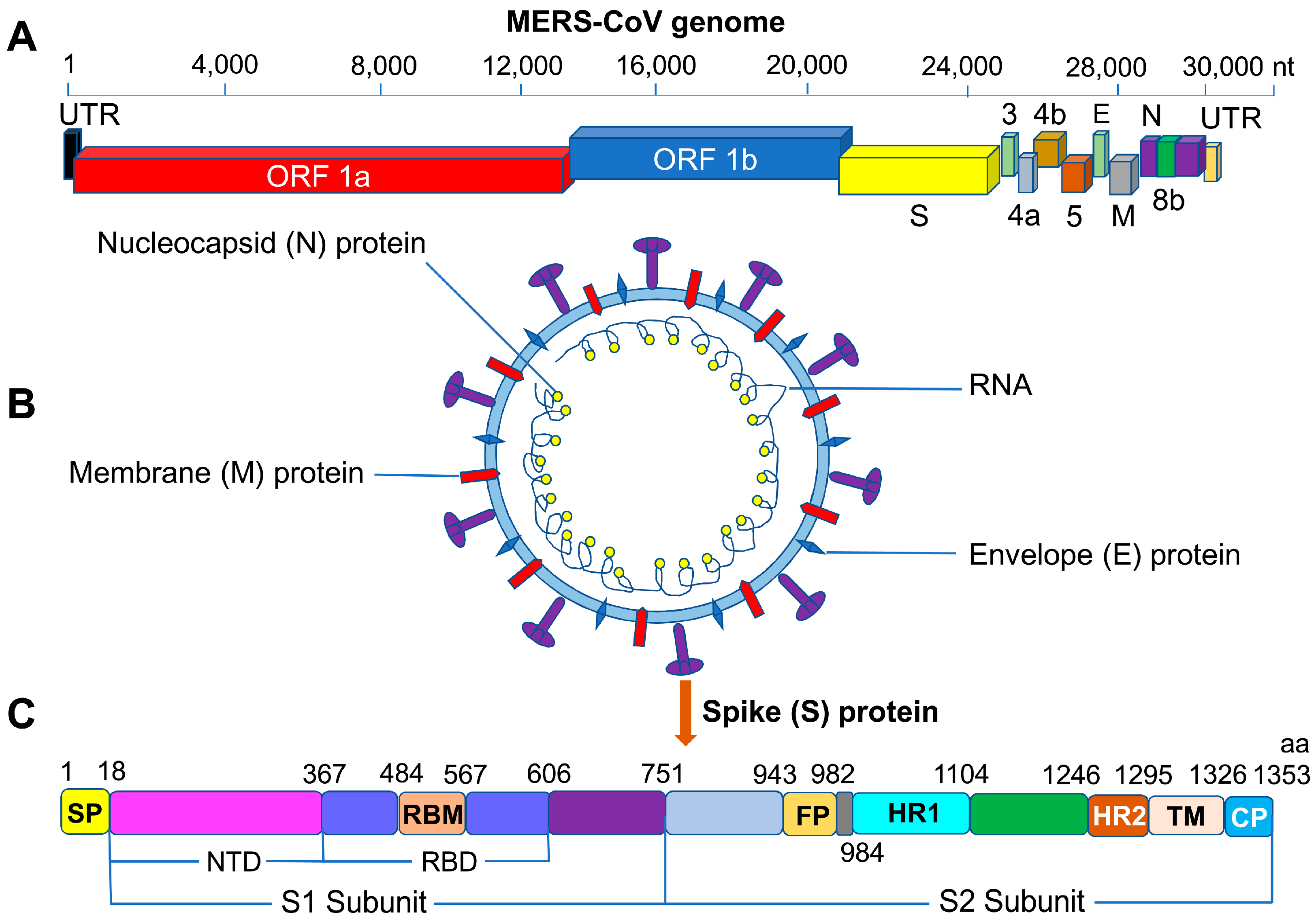 MERS-CoV基因组与结构