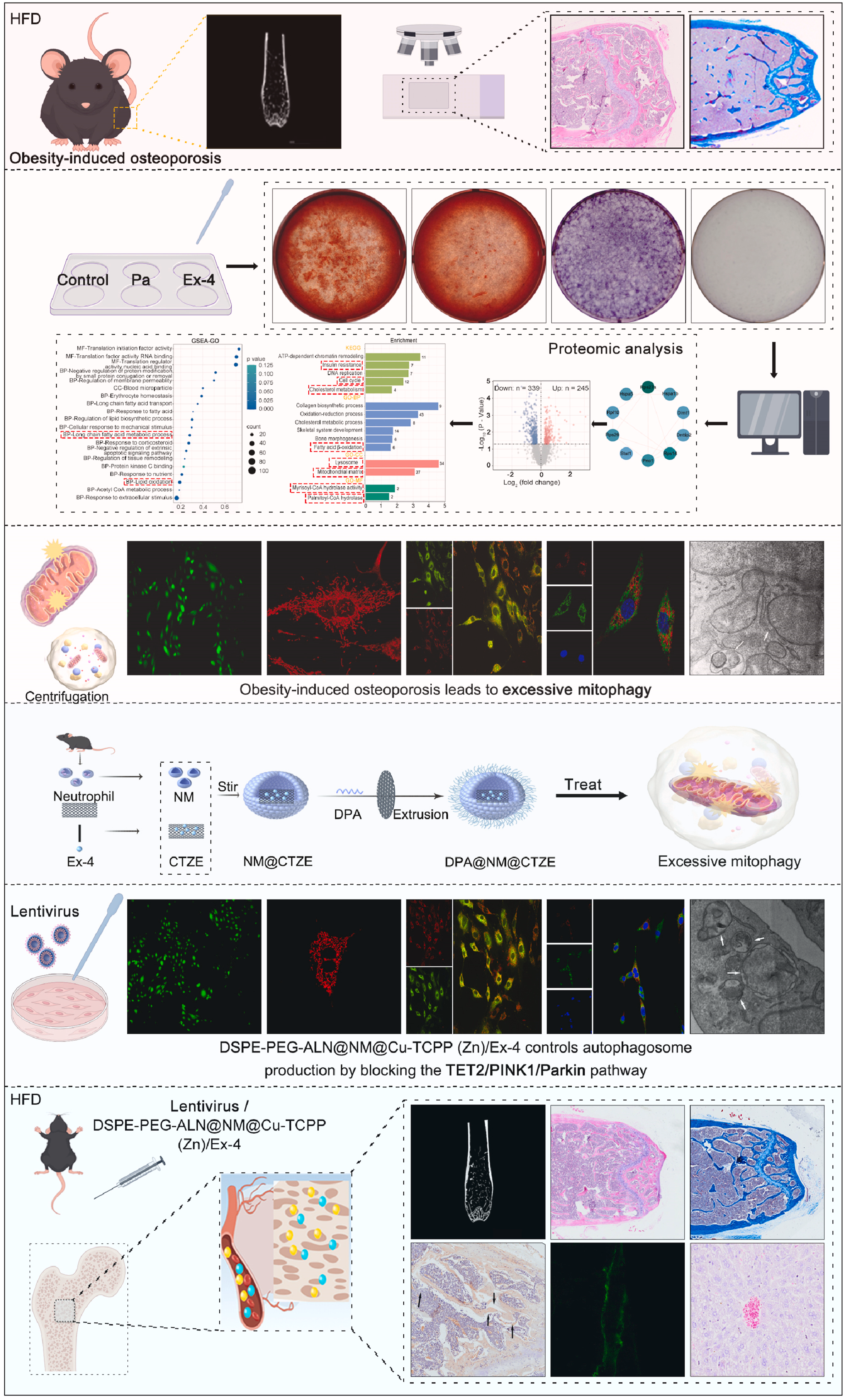 BMG LABTECH多功能酶标仪文献分享,吉林大学及山东科研团队发表在Materials Today Bio 上的A biomimetic multimodal nanoplatform combining neutrophil-coated two-dimensional metalloporphyrinic framework nanosheet and exendin-4 to treat