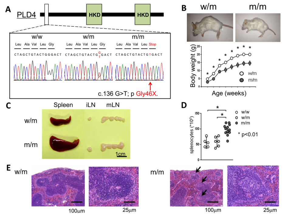 Nature | 颠覆认知！浙江大学/东部战区总医院研究团队合作锁定SLE新型致病基因：PLD4