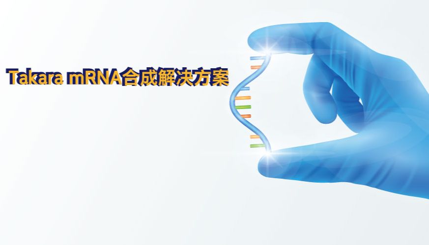 Takara mRNA合成解决方案（一）——简单高效的IVT模板制备