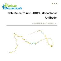 HRP2 (Histone-Responsive Gene Paralog Protein 2