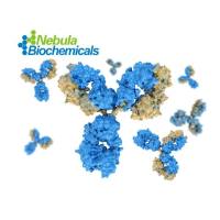 AR-V7 (Androgen Receptor Variant 7；雄激素受体剪切变异体7)抗体