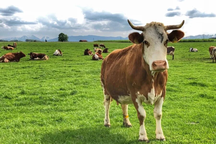 胎牛血清看这篇就够了