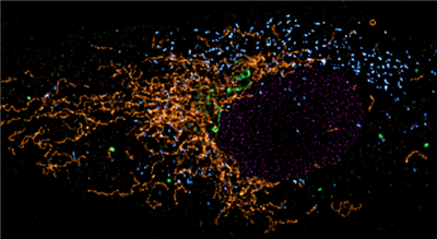 NanoTag-FluoTag-X2抗兔IgG抗体现货促销，科研必备好物大放价