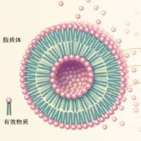 基于表皮生长因子（EGF）受体介导作用的阿霉素脂质体平台：增强乳腺癌与肺癌细胞杀伤并克服耐药