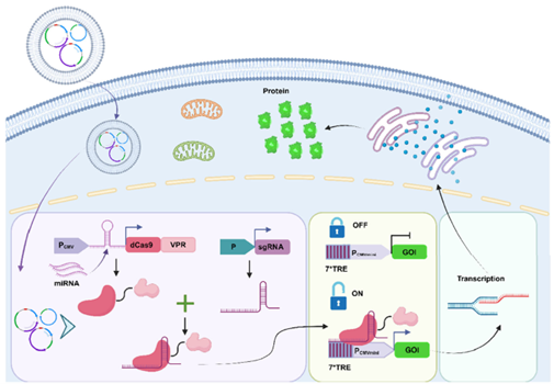 IF=15.8 |当CRISPR遇见miRNA，西安交大王福团队开发智能基因“开关”，并适配多种应用场景