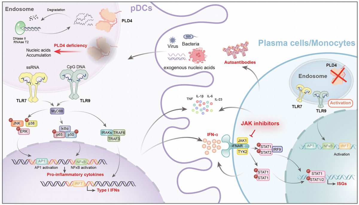 Nature | 颠覆认知！浙江大学/东部战区总医院研究团队合作锁定SLE新型致病基因：PLD4