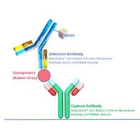Anti-Rabies G Protein Monoclonal Antibody