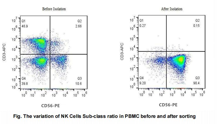 NK细胞阴选试剂盒：解锁免疫治疗药物研发的关键钥匙