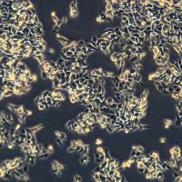 浙江（杭州）美森 人结肠癌奥沙利铂耐药株 LOVO/L