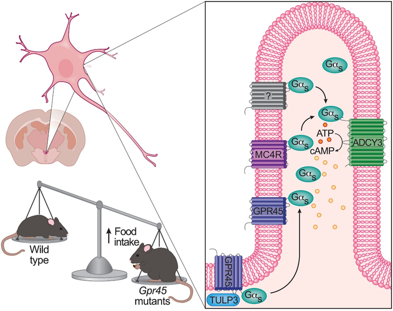 GPR45：调节能量代谢的关键因子，有望成为肥胖治疗新靶点