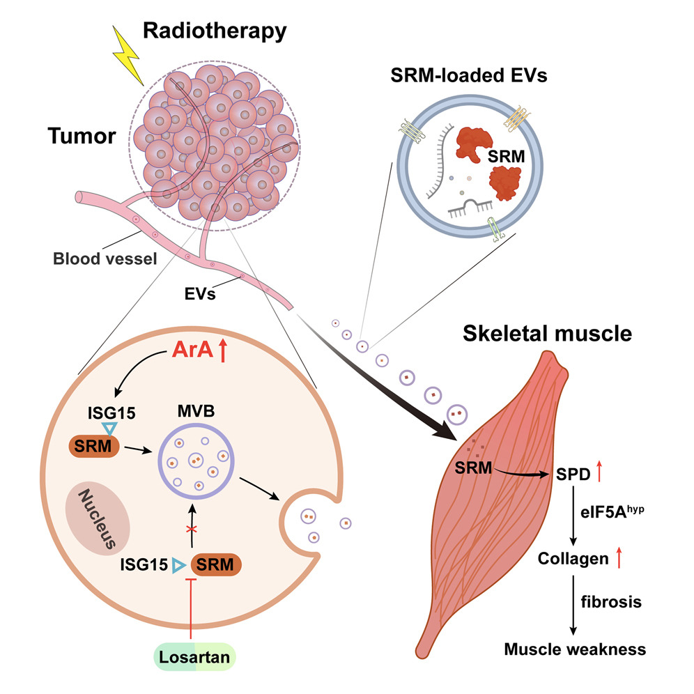 ApogeeFlow纳米流式仪文章分享,武汉大学闫卫科研团队发表在Cell Metabolism 上名为Arachidonic acid triggers spermidine synthase secretion from primary tumor to induce skeletal muscle weakness upon irradiation...