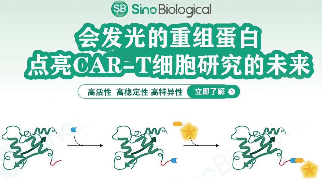 定点标记蛋白紧随体内CAR-T的步伐，加速细胞免疫治疗开发