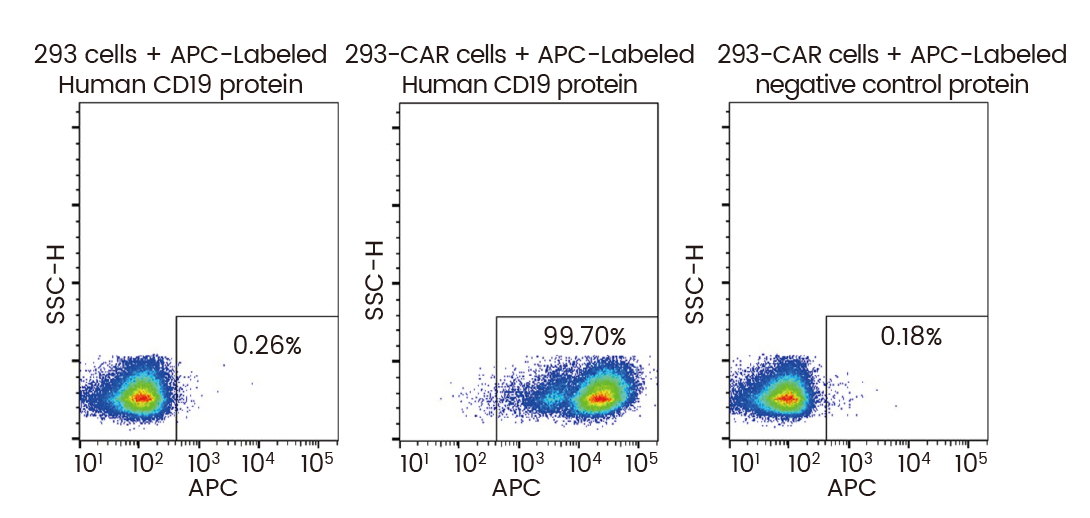 定点标记蛋白紧随体内CAR-T的步伐，加速细胞免疫治疗开发