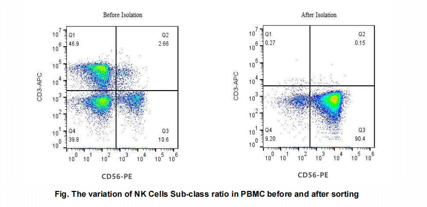 NK细胞阴选试剂盒:解锁免疫治疗药物研发的关键钥匙